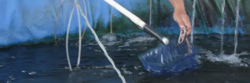 3 Cara Persiapan Wadah Terpal untuk Budidaya Ikan Sidat