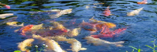 Syarat Kualitas Air untuk Budidaya Ikan Koi
