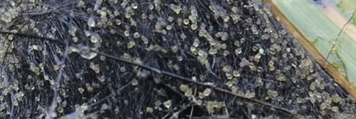 Persiapan Pemijahan Induk Ikan Lele