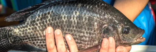 Trik Sederhana Membedakan Ikan Nila Jantan dan Betina