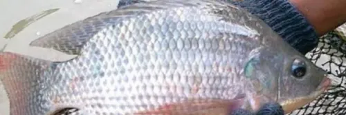 Cara Pemijahan Ikan Nila Secara Buatan Di Kolam Terpal, Untuk Bisnis Pembibitan