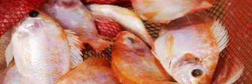 Penebaran Benih Ikan Nila