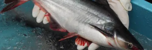 Begini Cara Pemanenan Ikan Patin yang Benar