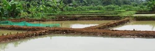 Cara Memupuk Kolam Patin yang Benar