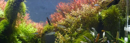 Kenapa Tanaman Aquascape Perlu Injeksi CO2?