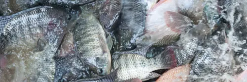 Kebutuhan Nutrisi Ikan Nila dan Komposisinya agar Tumbuh Optimal