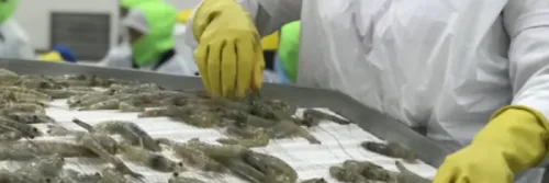 Belajar dari Industri Udang Ekuador