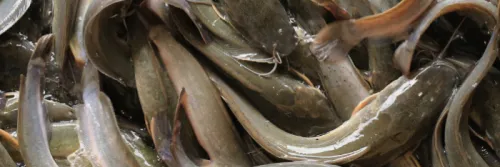 Maggot, Alternatif Pakan Lele