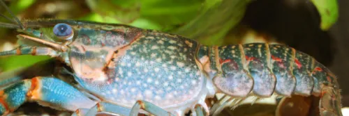Sistem RAS dan Empat Spesies Udang Air Tawar Jadi Poin Baru dalam Sertifikasi ASC