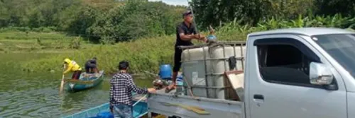 Momen Lebaran, Permintaan Ikan Nila Meningkat Tajam