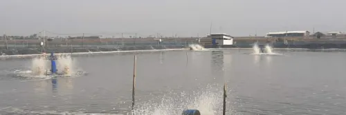 Pola Bisnis Perikanan Air Payau