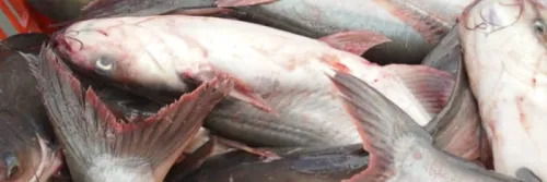 Desa Sebakung Jaya jadi Kampung Budidaya Ikan Patin di Kawasan IKN Nusantara