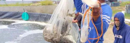 Udang: Kecil-kecil Menguntungkan