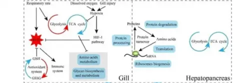 Study Reveals How Shrimp Respond to Heat Stress