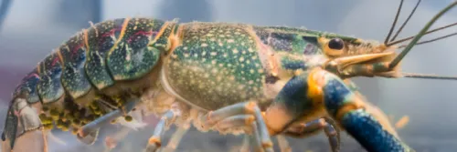 Budidaya Lobster Air Tawar dengan Omzet Rp30 Juta per Bulan, Ini Cara Merawat Kolamnya