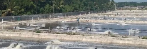 Cegah AHPND dengan Salinitas Rendah