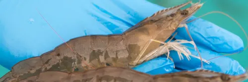 Can Genetically-improved Shrimp Deal with Disease Challenges in Indonesia?
