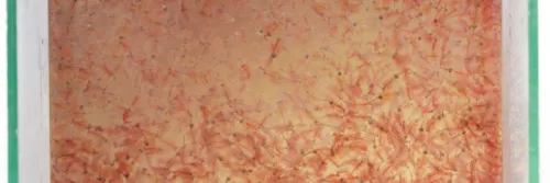 Pakan Alami yang Cocok untuk Ikan Discus