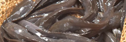 Lele Bersih, Profit Tak Berhenti