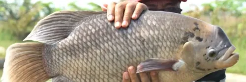 Cara Budidaya Ikan Gurame Tahap Pembesaran