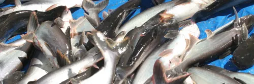 Menikmati Gurihnya Rejeki Budidaya Ikan Patin