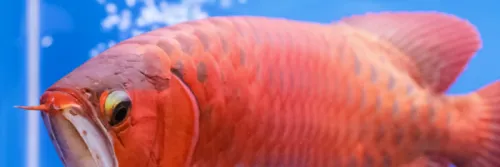 Tips Simpel Memelihara Arwana di Akuarium