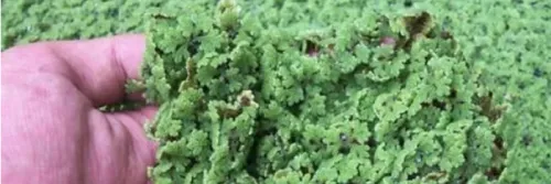 Mengenal Tumbuhan Azolla untuk Pakan Ikan dan Cara Budidayanya