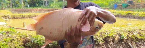 Budidaya Gurame, Pembudidaya Ikan Ciamis Bisa Raup Jutaan Rupiah