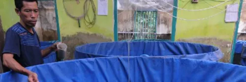 Cara Budidaya Lele, Modal dan Perkirakan Keuntungannya