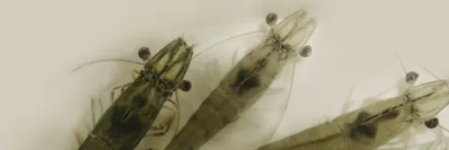 How to Use Minerals Effectively in Shrimp Farming