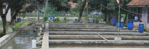 Budidaya Ikan kolam Air Deras