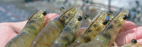 Membidik Peluang Pasar Udang