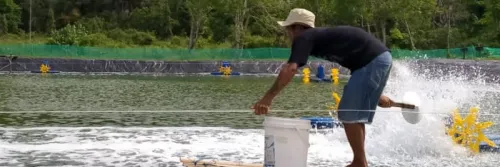 Industri Pakan Udang, Perlu Sinergi dan Kolaborasi