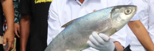 Nilai Produksi Bandeng di Gresik Mencapai Rp1,4 Triliun per Tahun