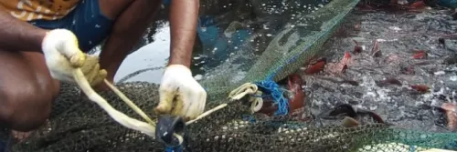 CKIB Percepat Proses Ekspor Kerapu Hidup dari Maluku ke Hong Kong