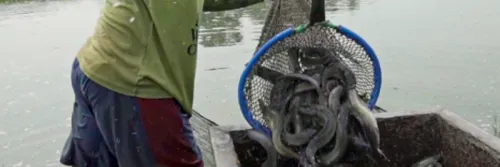 Kunci Sukses Budidaya Lele Puluhan Tahun