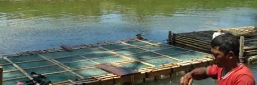 Manfaatkan Sungai untuk Budidaya Ikan