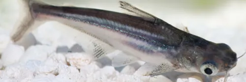 Intip Trik Sukses Pembenihan Patin