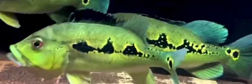 Peacock Bass, Ikan Predator Cantik dari Amerika Selatan