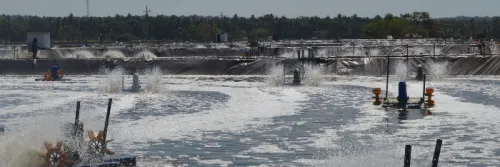 Peran Genetik dalam Mendukung Peningkatan Produksi Udang Nasional