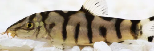 Potensi Ekspor Botia India dan Cara Pemijahannya