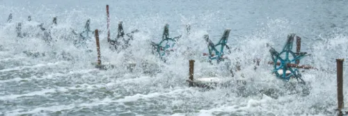 Penggunaan Probiotik dalam Budidaya Udang