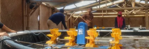 Sistem Nursery di Indonesia