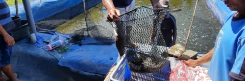 Membuat Probiotik Alami untuk Ikan Lele