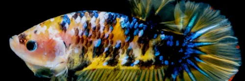 Ikan Cupang, Empat Pakan Alami ini Sangat Bermanfaat Membuat Indah dan Sehat