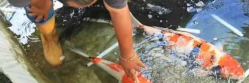 Cara Mengobati Jamur pada Ikan Secara Alami, Sehat Tanpa Kimia