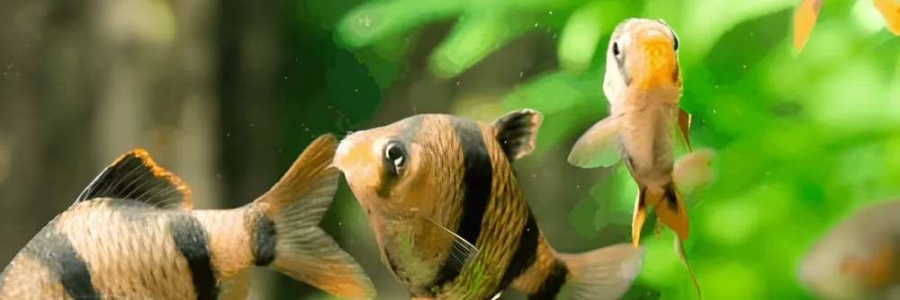 Tips Aman Meninggalkan Ikan Kesayangan Saat Lebaran