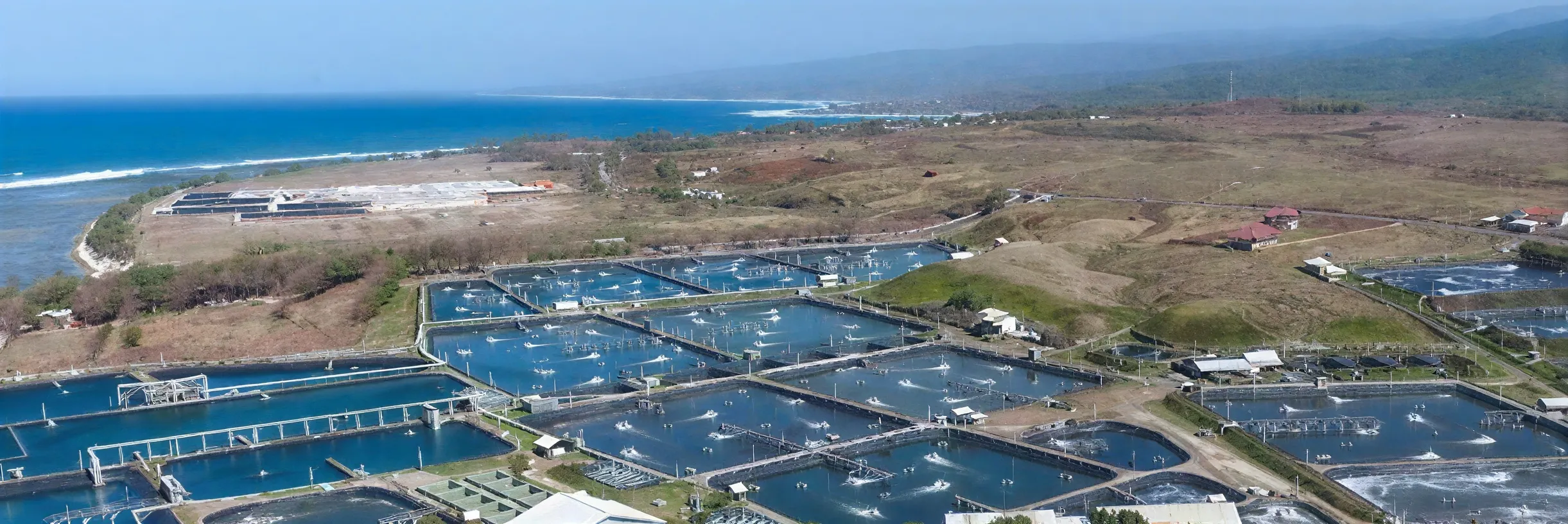 Indonesia Can Become World's Largest Shrimp Exporter: Delos