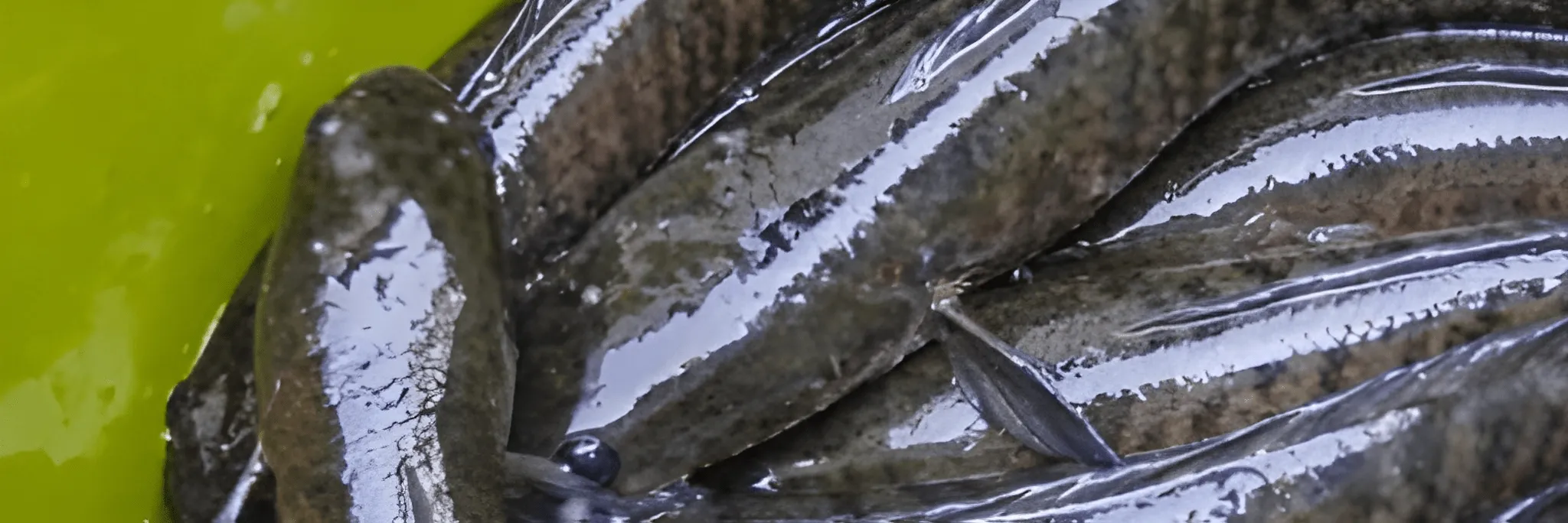 Cara Mudah Budidaya Ikan Gabus, Pemula Pasti Bisa