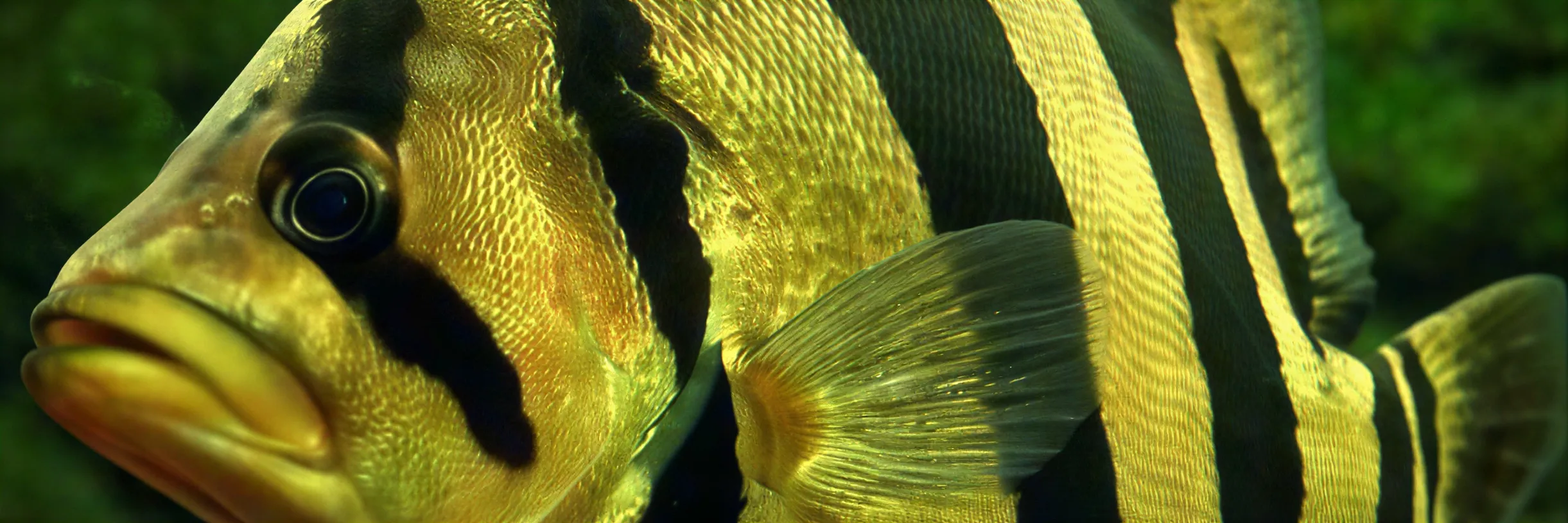 5 Jenis Ikan Hias Air Tawar Eksotis dari Indonesia